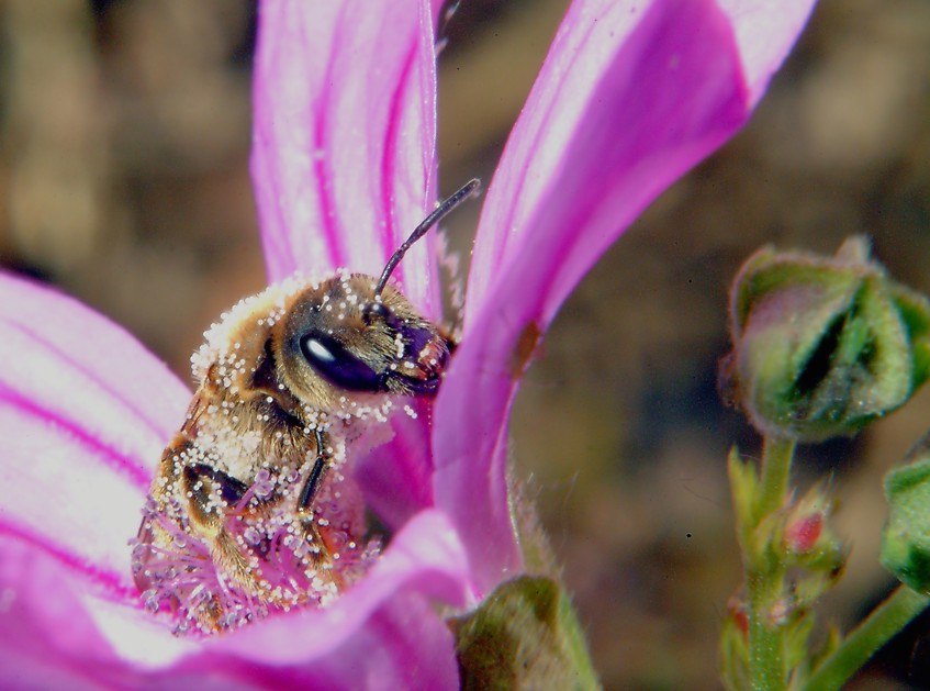 Macrofotografia, che passione!